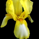 The Tall Yellow Bearded Iris